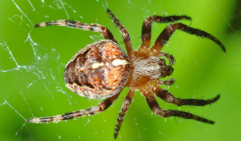 Sample Image - ZetaWebSpider.png