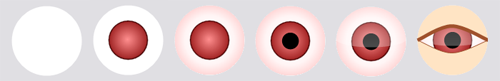 The process of building the eye.