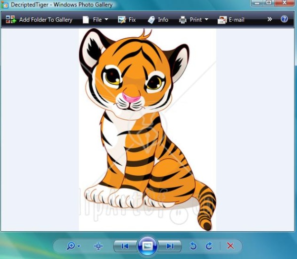 Tiger.jpg