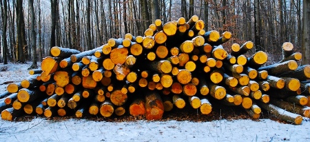 ArtOfLogging/logs.jpg