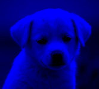 bluefilter.jpg