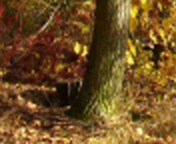 Screenshot - fall_Photoshop.jpg